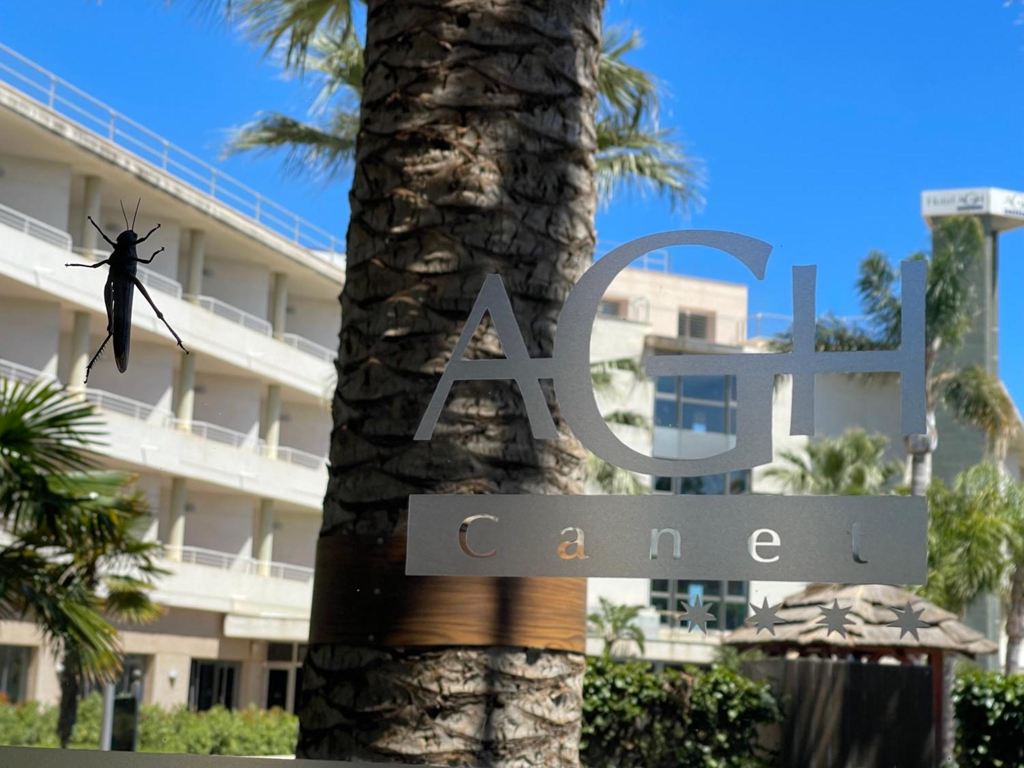 Agh Canet كانيت ذي بيرينغير المظهر الخارجي الصورة